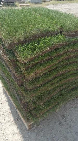 Kentucky Blue Grass Sod